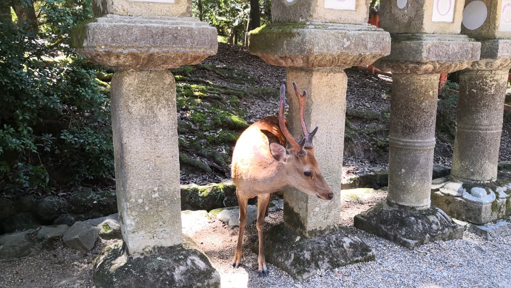 Where I Went in&nbsp;Japan